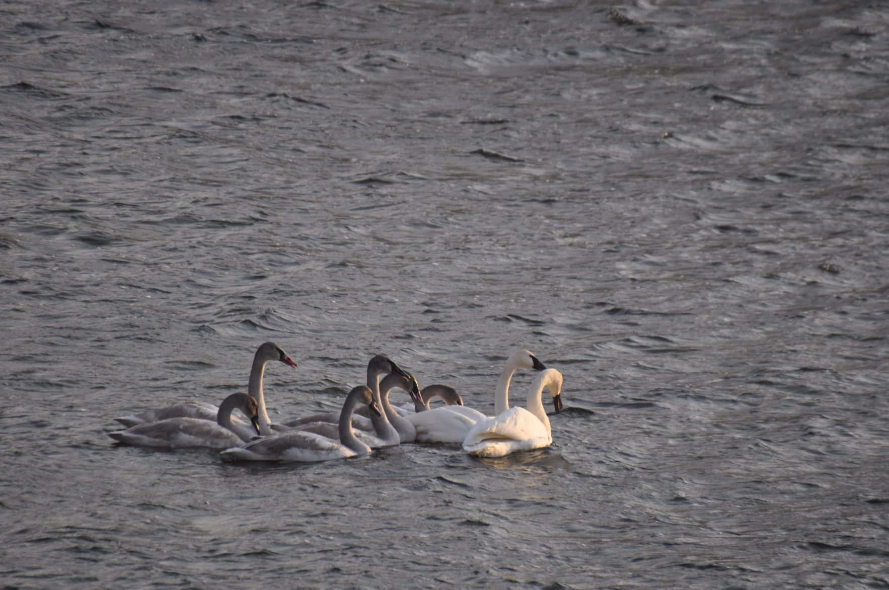 Swans of a different color on Lake James